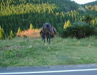 都井岬 岬馬